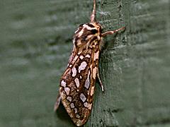 Silver-spotted Tiger Moth